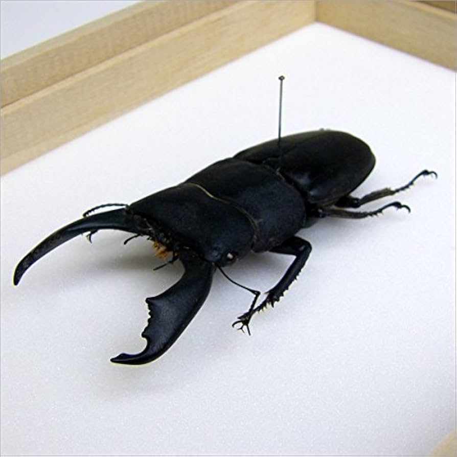 オーストラリア産テトロプスオオコツノクワガタ22mm